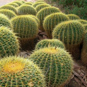 Cactus DSCN0112