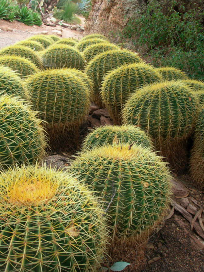 Cactus DSCN0112